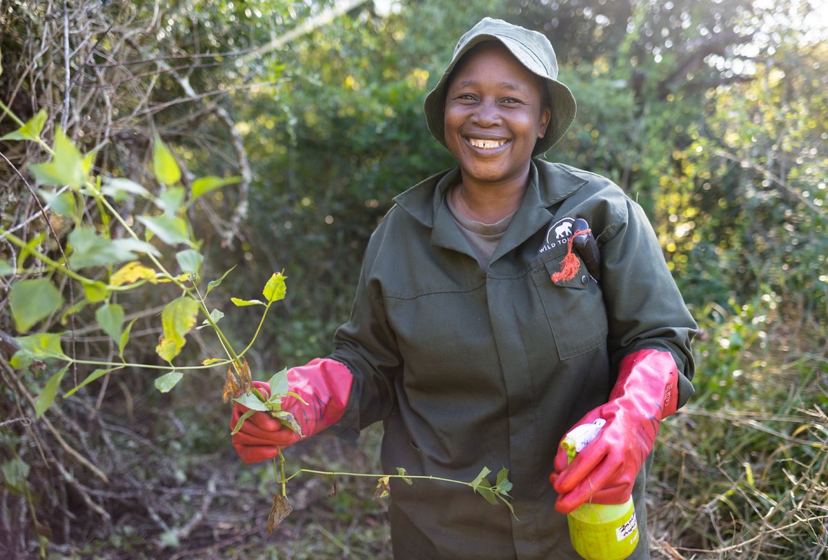 wildtomorrow's tweet photo. For International Workers Day we'd like to give a massive shout-out to our incredible team of rangers, Green Mambas and management at our Greater Ukuwela Nature Reserve in South Africa. For all you do, a heartfelt THANK YOU! 🌿
#WildTomorrow #workersday #protect #restore #rewild https://t.co/WQhdUPqIZq
