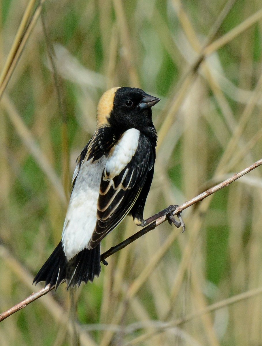 When you're feeling confident in your new look. Bobolinks molt twice a year, completely changing their feathers each spring and fall. This adult male is sporting fresh breeding plumage.

📷 Jim Hudgins/USFWS