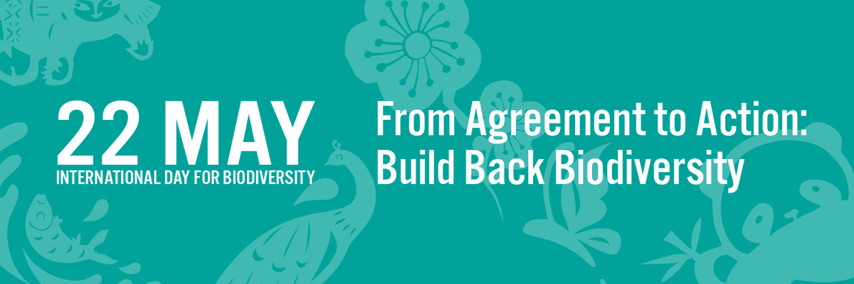 The countdown officially begins⏳

Only 2⃣1⃣ days 'til #BiodiversityDay 🌿🌱

Learn more about how we can go #FromAgreementToAction to #BuildBackBiodiversity by achieving the targets &amp; goals of the #KMGBF:

➡️cbd.int/gbf/