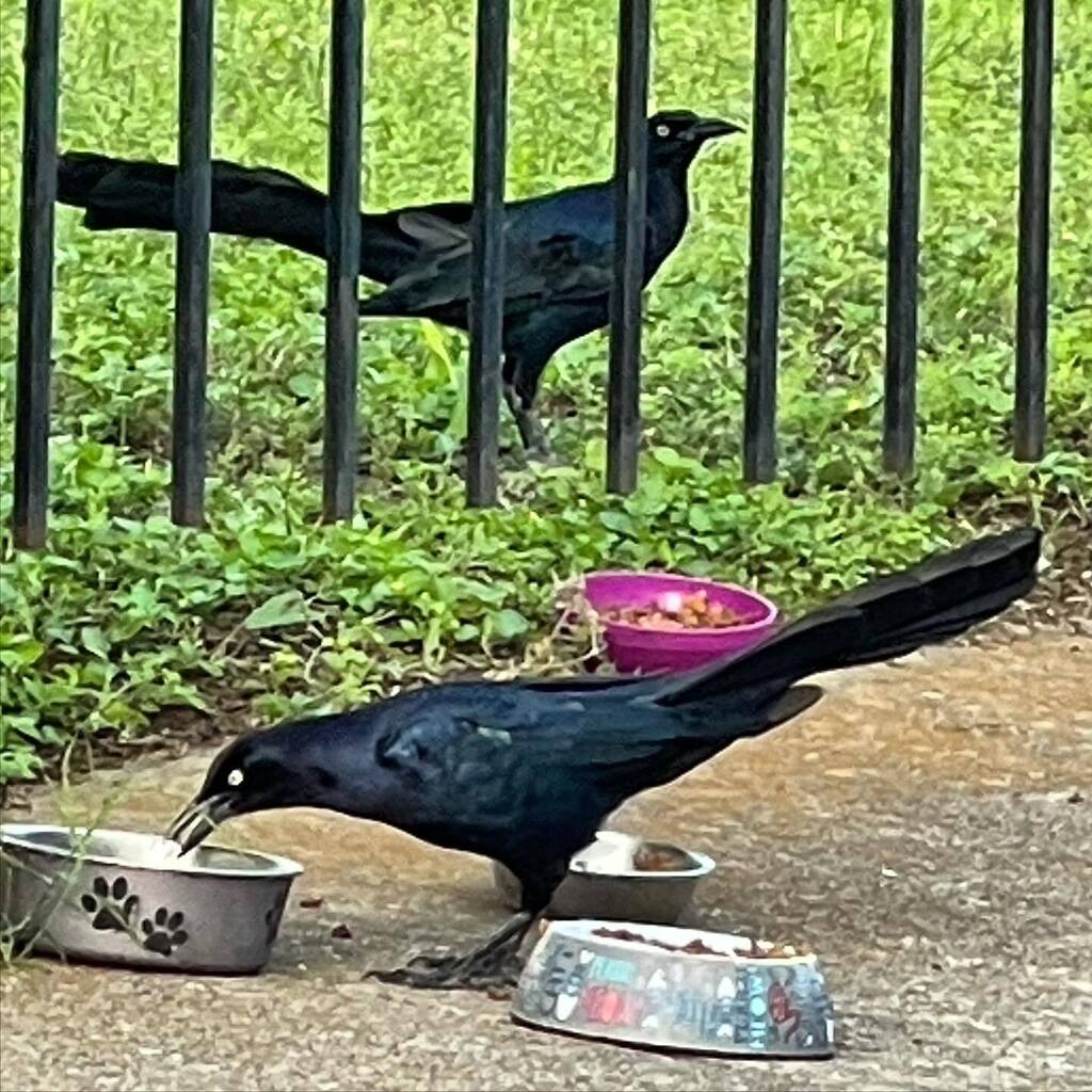Today’s bicycle commute photo: Breakfast #bicycle #commute #austin