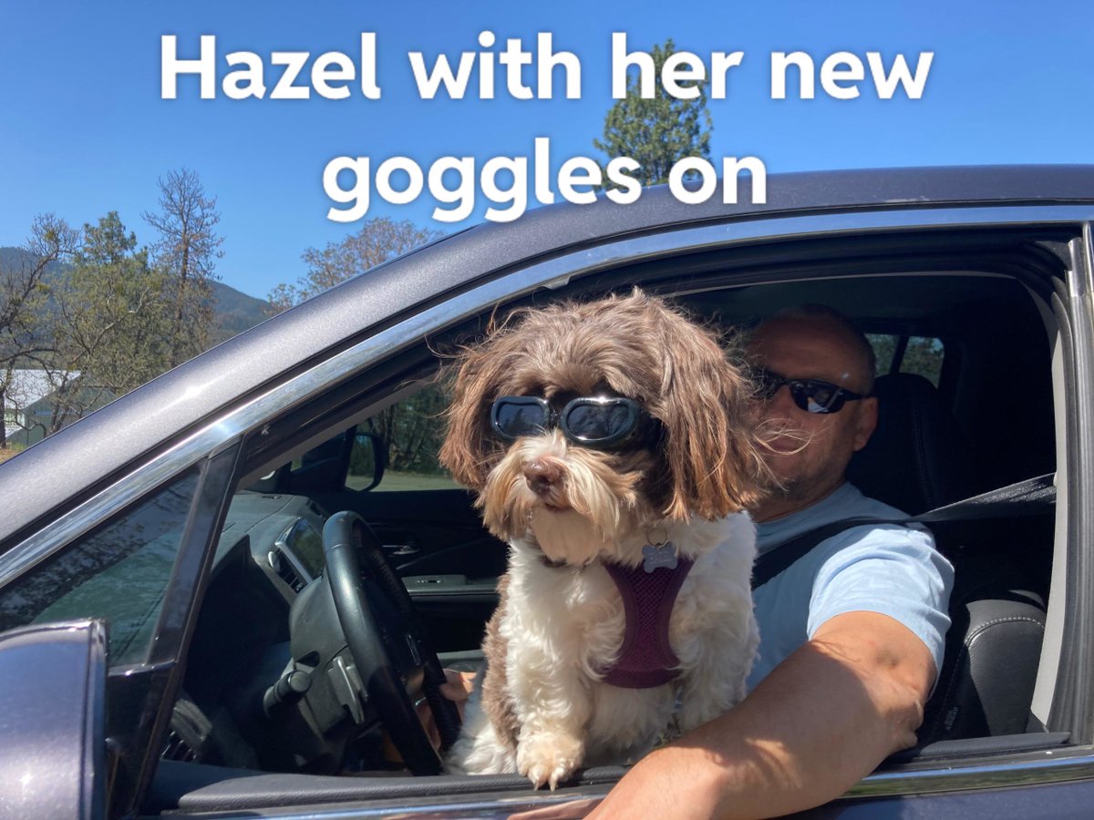 Sporting a new look! #dogsoftwitter #Havanese UKDogOwner.co.uk/dog-breeds/Hav…