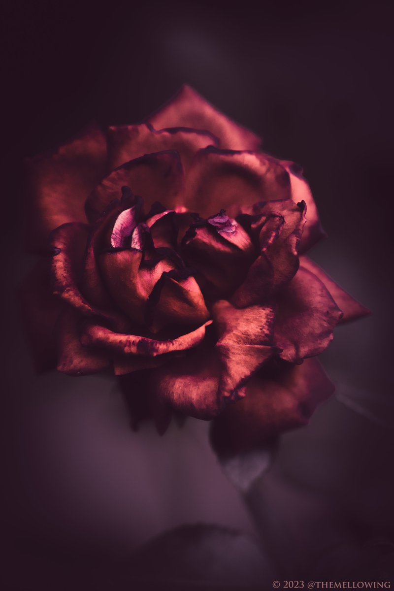 themellowing's tweet photo. glamour https://t.co/0i8OoawuP5