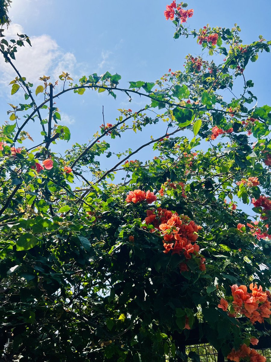gfunkwheeler's tweet photo. @mbbotanical 🌞 https://t.co/kwNu94ia4l
