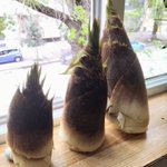 海外で掘られたたけのこ。日本人以外は竹を食うのかとドン引き!