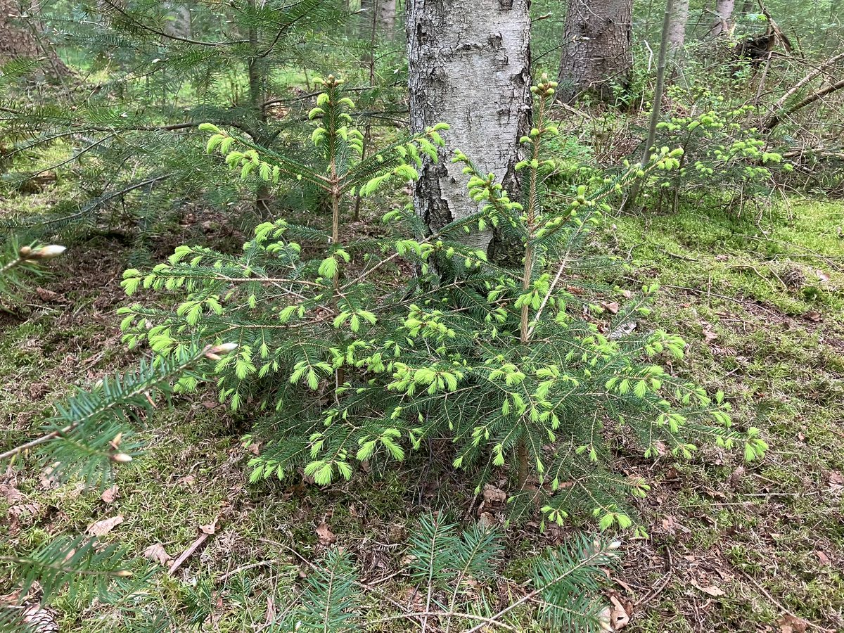 witblok's tweet image. Hardlopen Soesterberg. Overal weer jong groen! En een ree vandaag. De haas was even te snel weg helaas 😁