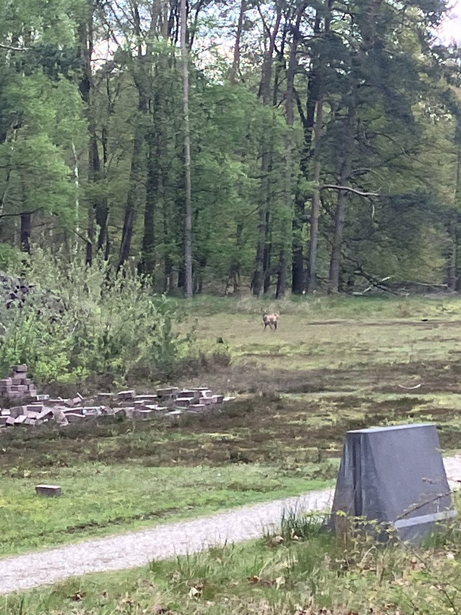 witblok's tweet image. Hardlopen Soesterberg. Overal weer jong groen! En een ree vandaag. De haas was even te snel weg helaas 😁