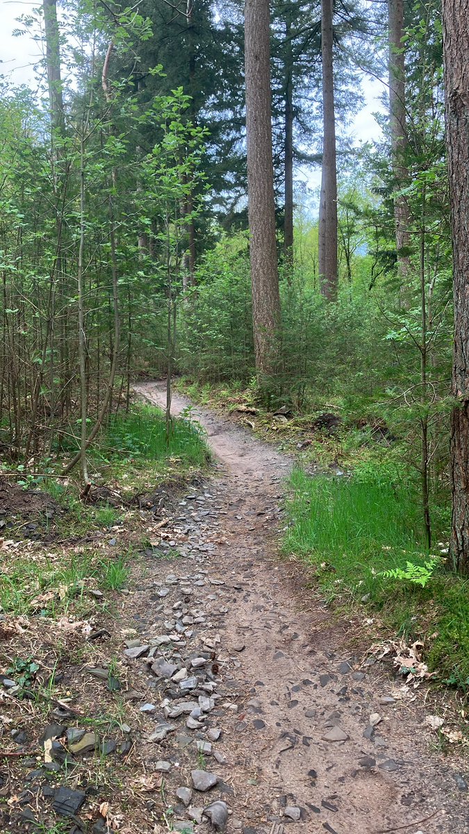 witblok's tweet image. Hardlopen Soesterberg. Overal weer jong groen! En een ree vandaag. De haas was even te snel weg helaas 😁