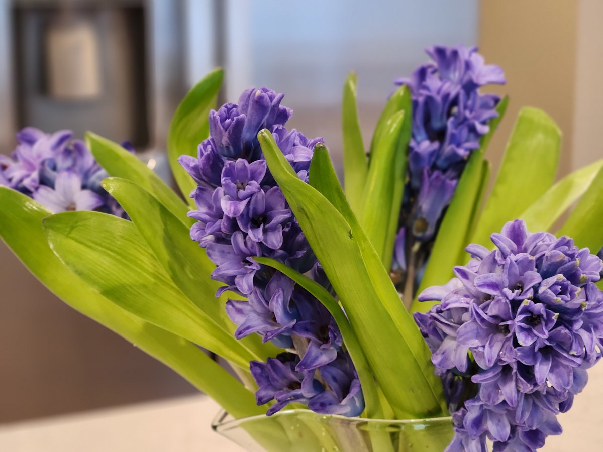 CidaZeeb's tweet photo. May the beautiful hyacinths bring a warm and bright new month🌷🌼🌷Happy May 1  🌼🌷#HappyNewMonth  #HappyMay1 #Spring #flowers #nature #garden #SpringPhotography #ThePhotoHour #500pxrtg #photography #photographyeveryday #travelphotography https://t.co/lNSZTg7cnb