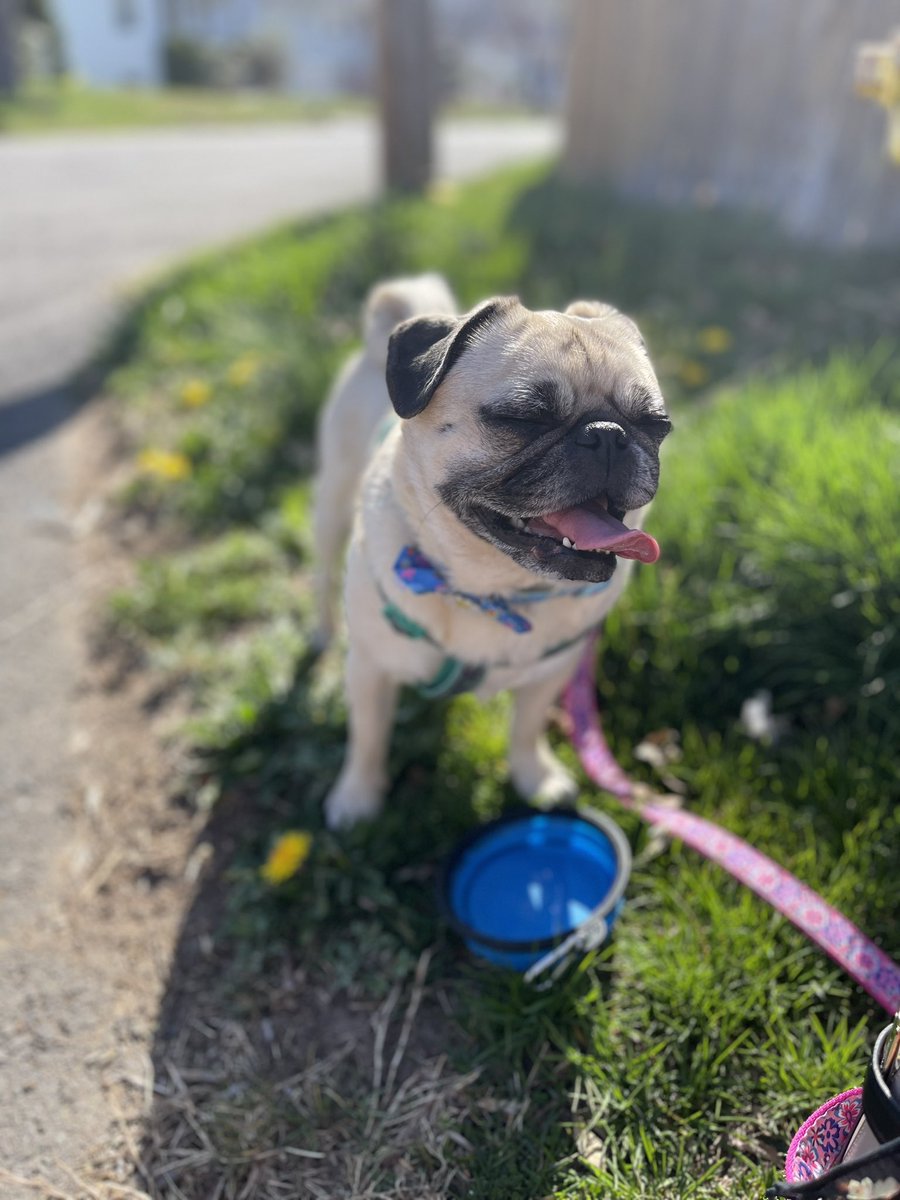 ItsMatchaThePug's tweet photo. Happy May everybody! Here’s a little dump of everything I’ve been enjoying 🥰 hope you are all having the best day!!!! 💕(also mama said my first photo makes me look like an angel 😇) #MatchaThePug #MayDay https://t.co/BBb4zfkwG3