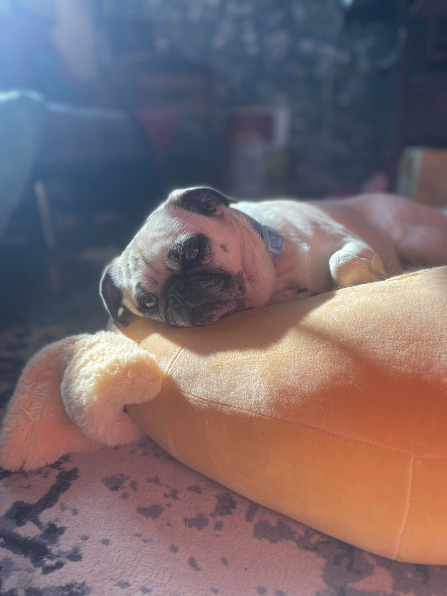 ItsMatchaThePug's tweet photo. Happy May everybody! Here’s a little dump of everything I’ve been enjoying 🥰 hope you are all having the best day!!!! 💕(also mama said my first photo makes me look like an angel 😇) #MatchaThePug #MayDay https://t.co/BBb4zfkwG3