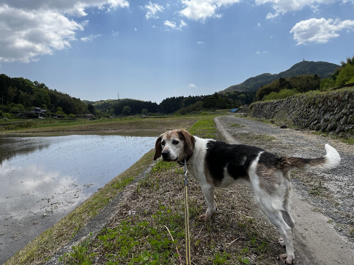 Erikolurvxxx's tweet photo. Nice walkies with Janie, feeling early summer in the air🌿
#dog #dogsoftwitter
#beagle #beaglelove
#beaglefacts
#walkies #timeforwalkies https://t.co/3mloDSb2dS