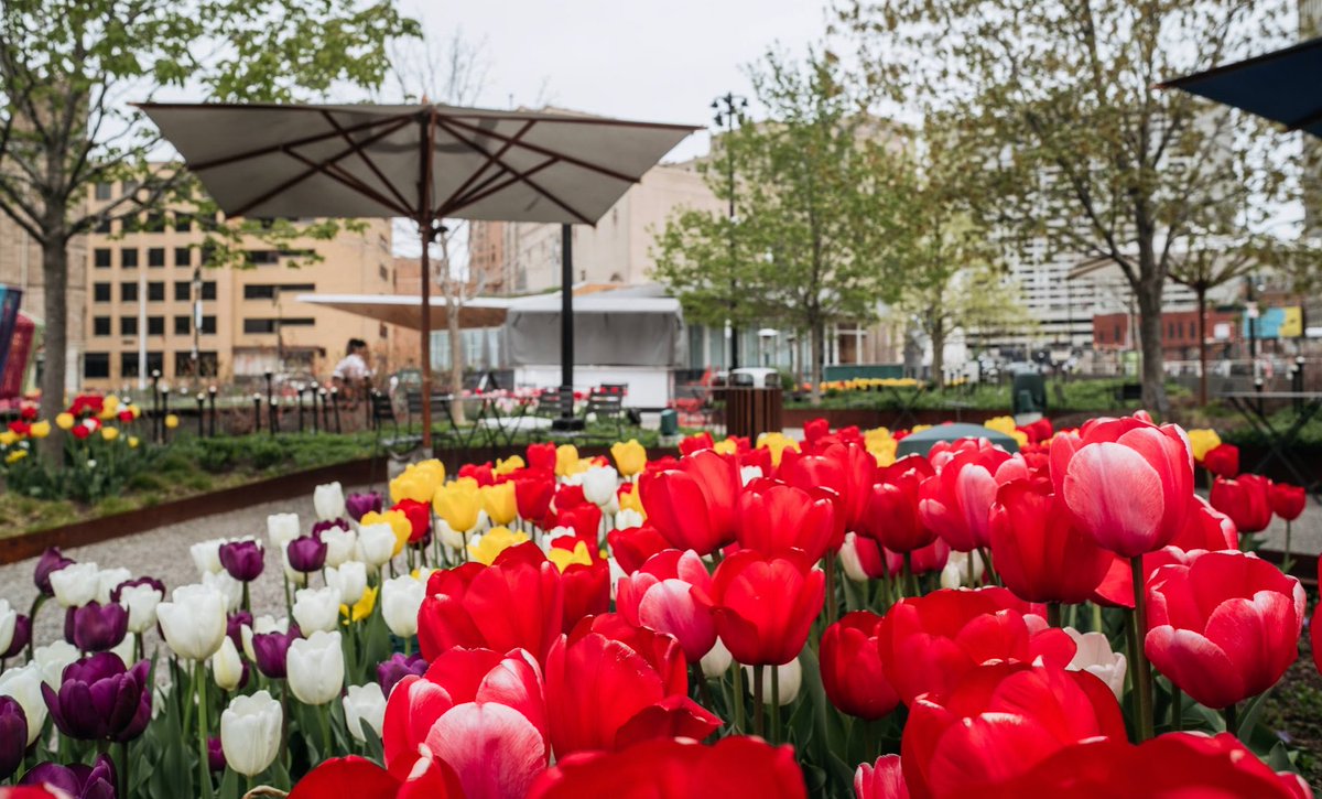 It's officially #May in #Detroit, &d the city is alive w/ new energy & hope, accompanied by the delightful sight of tulips blooming everywhere.

Be sure to visit @beaconparkdet (pictured), Campus Martius Park, @DetroitBIC & other parks throughout Detroit to bask in the spectacle