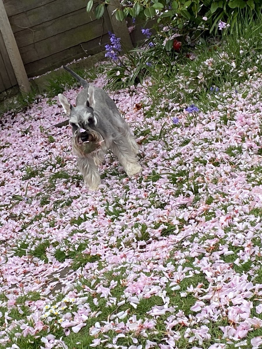 Alf’s not impressed with the pink snow in his garden 🌸