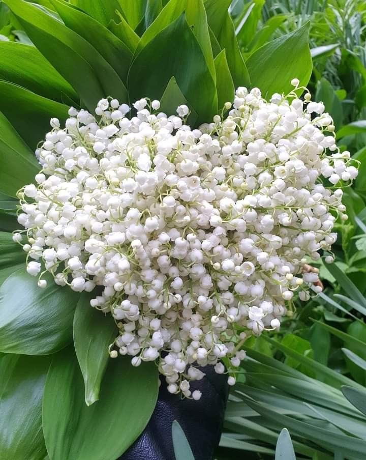 moonlibralove's tweet photo. JOUR des MUGUETS
💗🩷💗🩷💗🩷💗🩷
In France, May 1st is called that every year, and it is said that
 "Happiness will come" 
if you receive this flower.

To you✨.....from me https://t.co/FB9PEBkVkZ