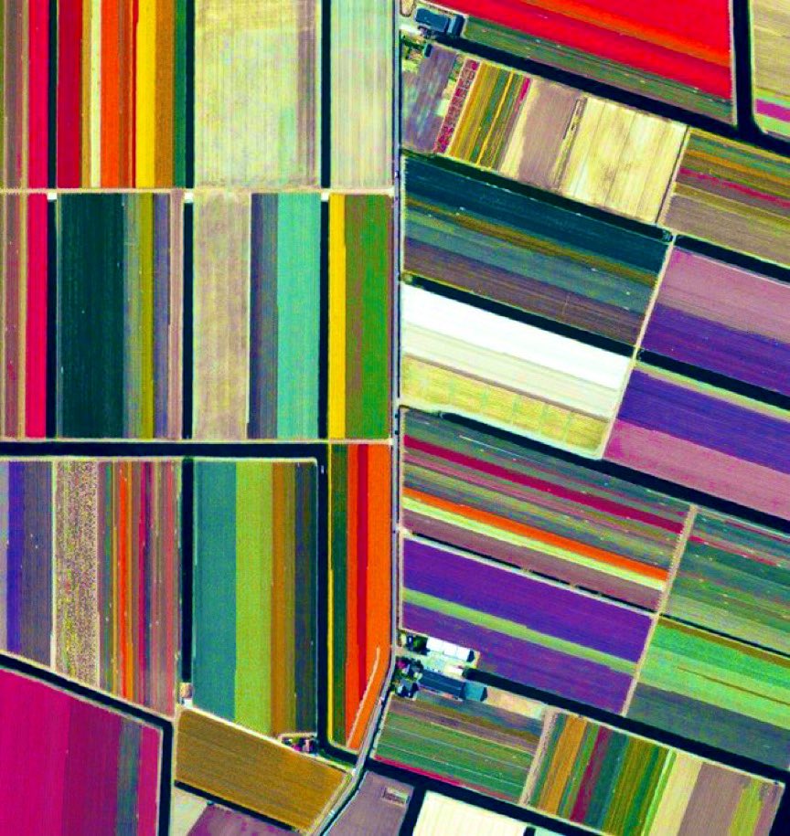 dirkjanjanssen's tweet photo. Primavera en los Países Bajos es arte abstracto. https://t.co/kJOsnxipso
