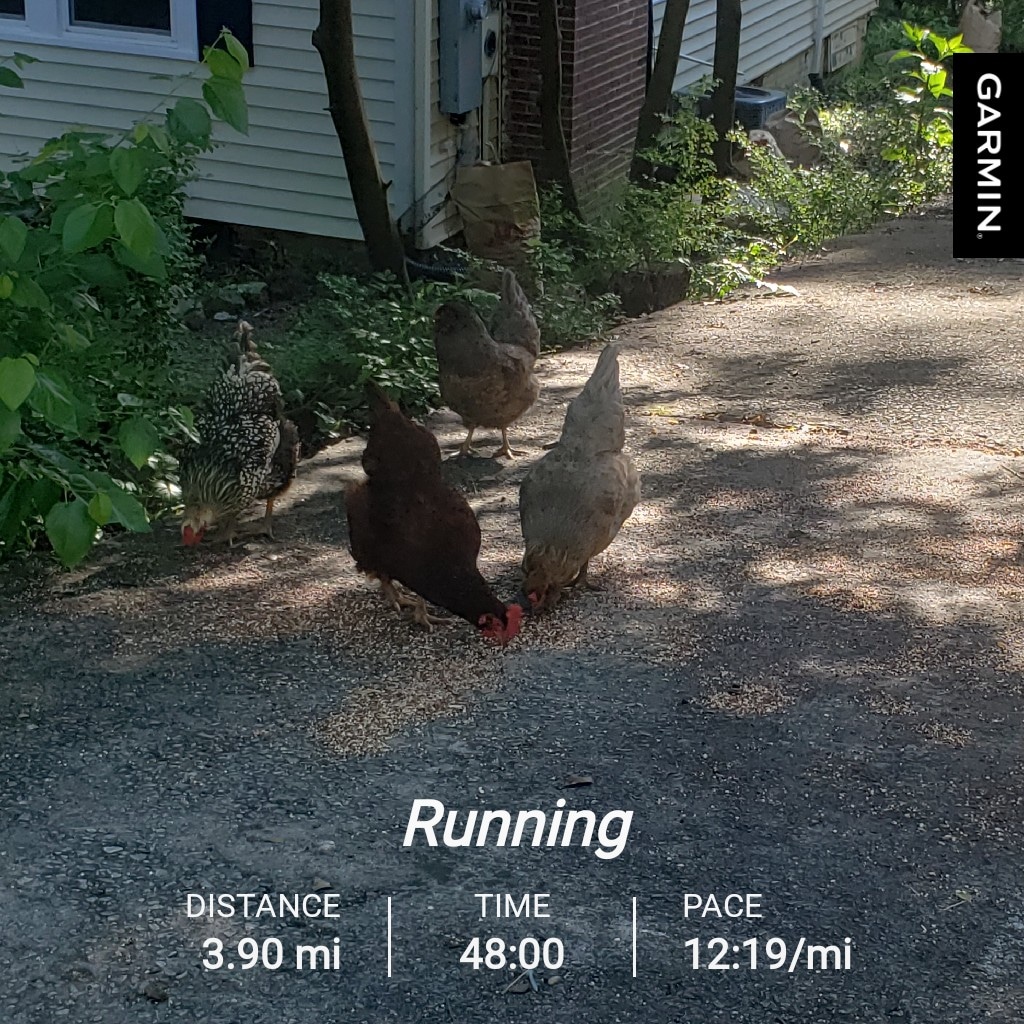 I found 4 chickens: Chick Fil A, Popeyes, Church's, and Publix along the route this morning. First day of Maycation. #bibchat #runchat #leagueofgarmin #bibravepro #runatl