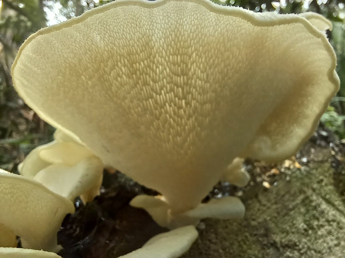 manton34's tweet photo. 🍄Mushroom Monday 🍄  every time  I visit  this old tree there's  always  something  different  growing  out of it. https://t.co/gAEAxcq5h6