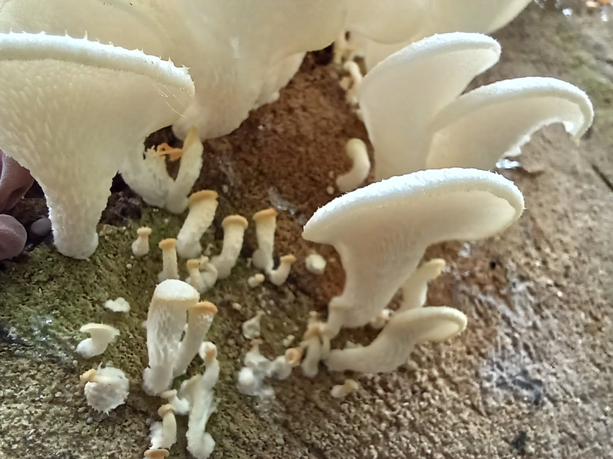 manton34's tweet photo. 🍄Mushroom Monday 🍄  every time  I visit  this old tree there's  always  something  different  growing  out of it. https://t.co/gAEAxcq5h6
