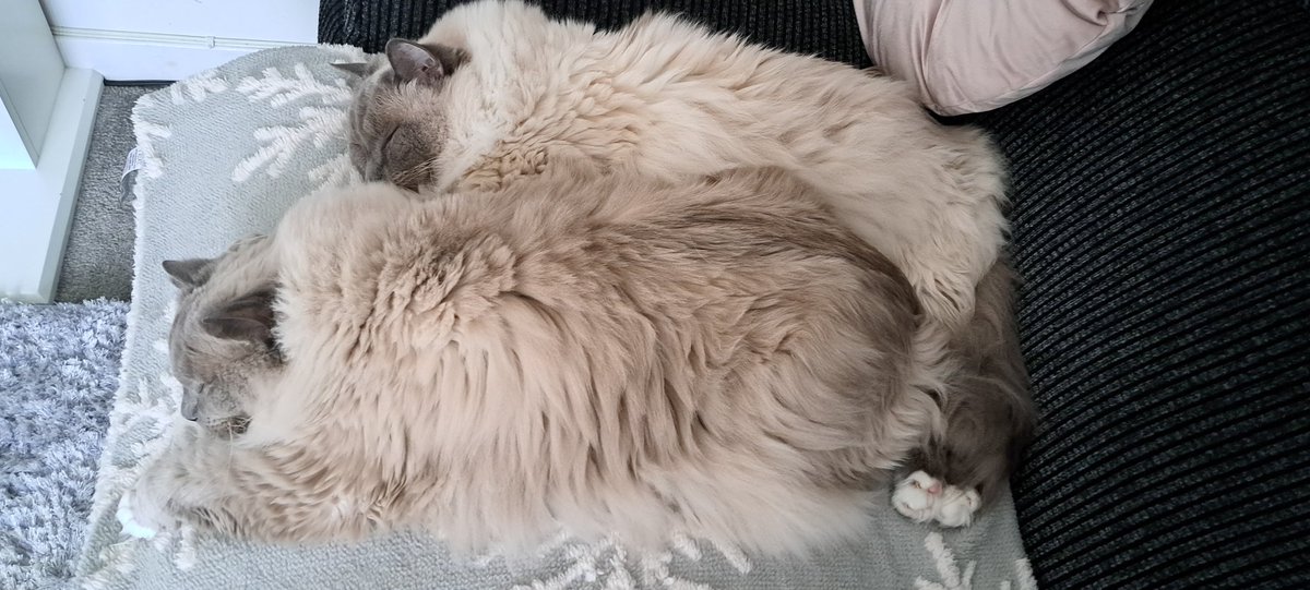 CoonWillow's tweet photo. 2 sleeping beauties 🐾  #CatsOnTwitter https://t.co/crj36jCfcB