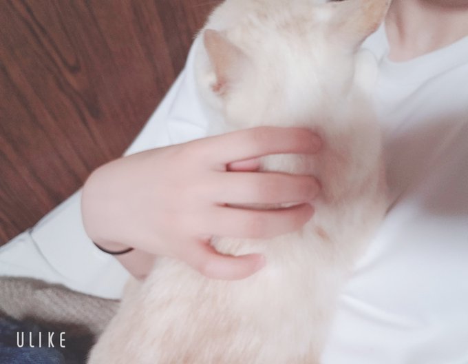 「シャツ 白い猫」のTwitter画像/イラスト(新着)｜4ページ目
