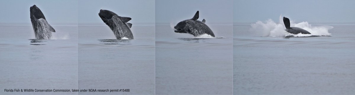 The recovery of large whales like North Atlantic #RightWhales are key to combatting #ClimateChange. ⁠Whales act as ecosystem engineers & provide nutrients to phytoplankton. We need right whales to survive- our future depends on it.⁠
⁠#RightWhaleToSAVE #RightWhaleToLove💙⁠