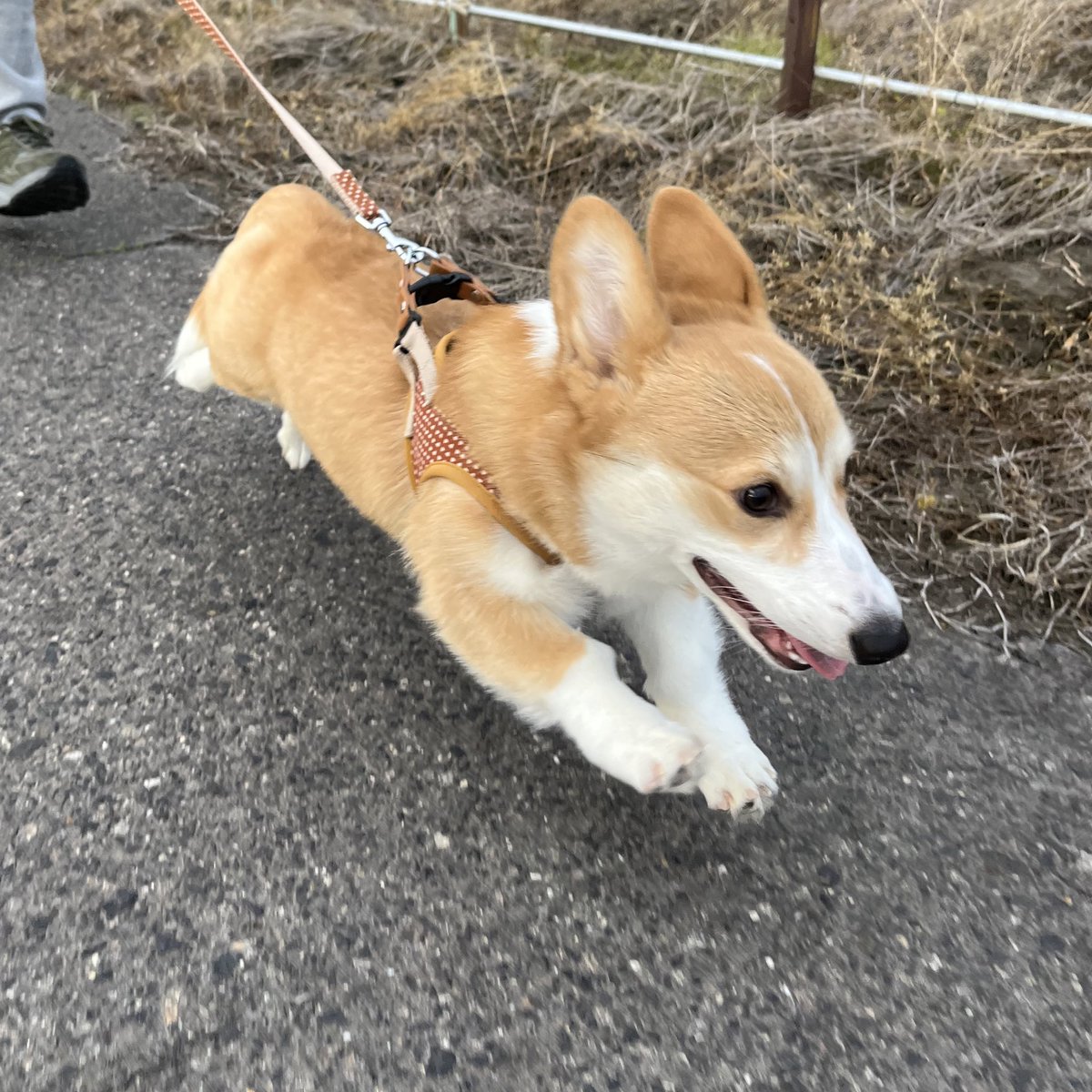 ココアまる、さくら🌸 tweet media