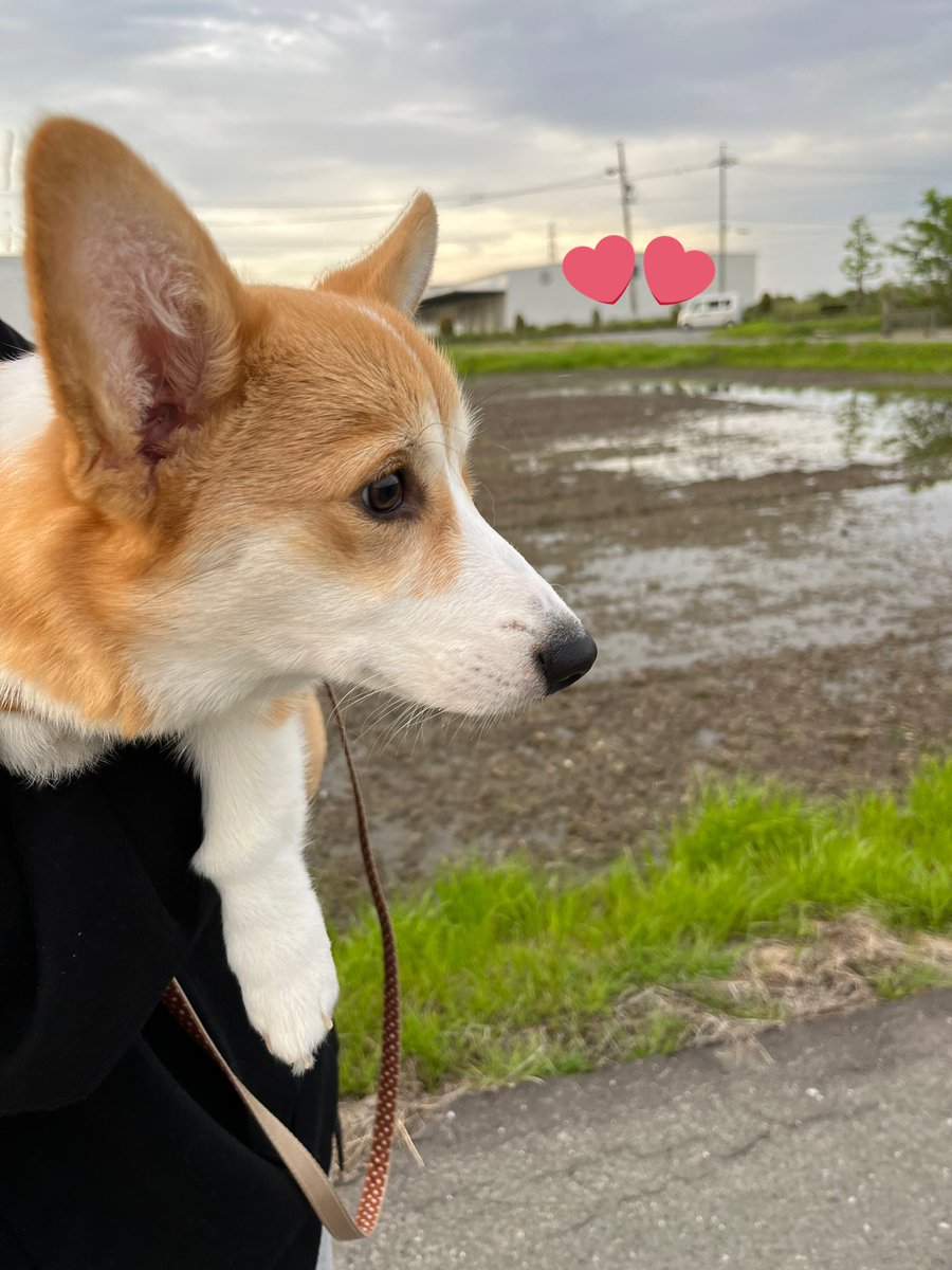 ココアまる、さくら🌸 tweet media
