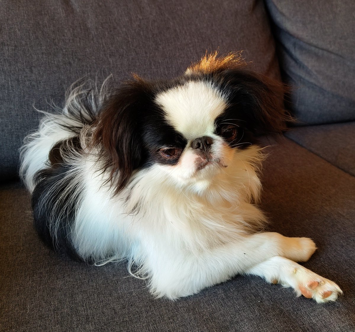 Meet Chico. 9 months old and on top of the world. #dogsoftwitter #JapaneseChin UKDogOwner.co.uk/dog-breeds/Jap…