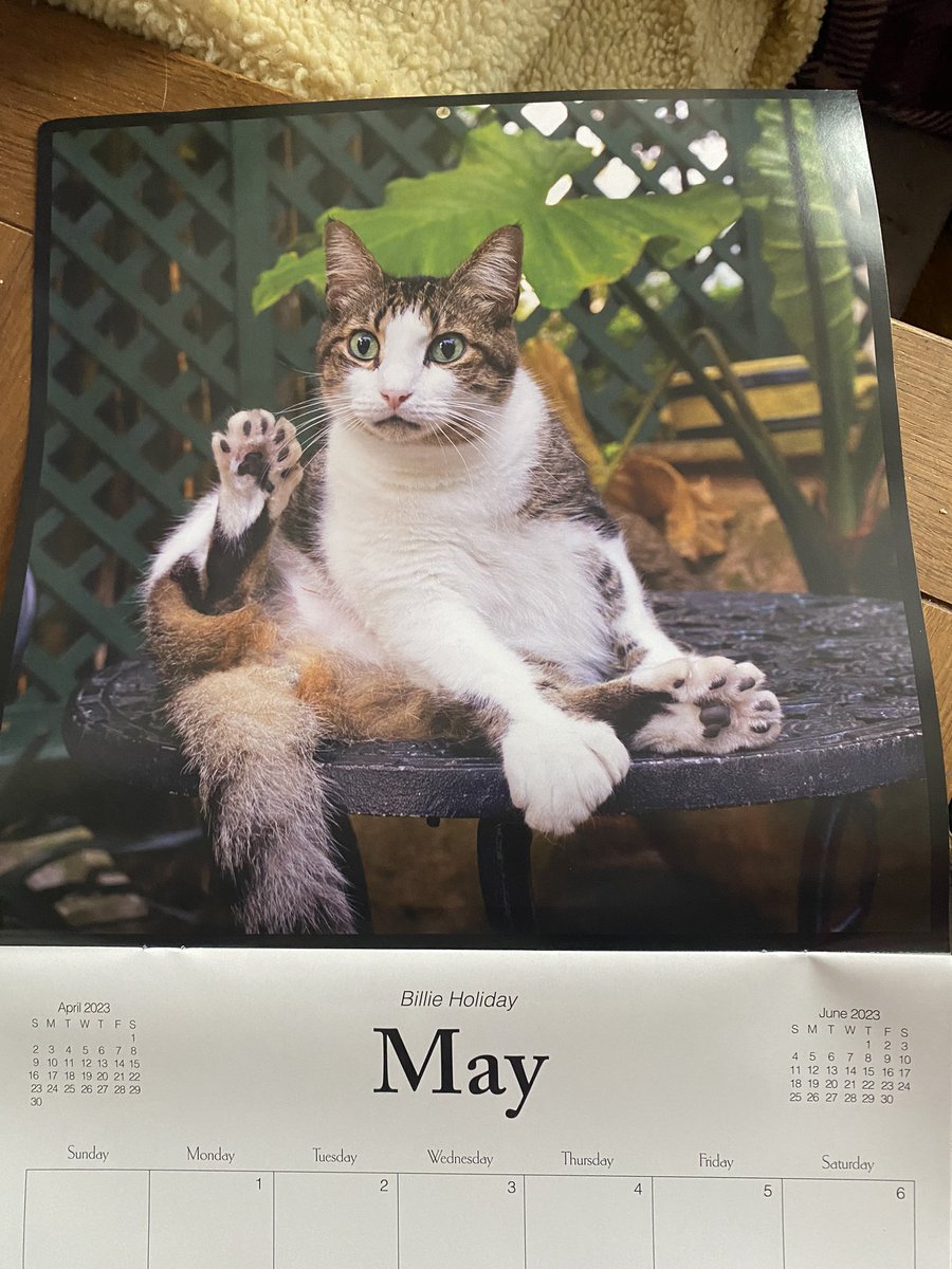 karen_flynn's tweet photo. May calendar is the beautiful paws of Billie Holiday and a small pic of Joe Dimaggio #hemingwaycats #thosepaws π https://t.co/3SIkAHEjWT