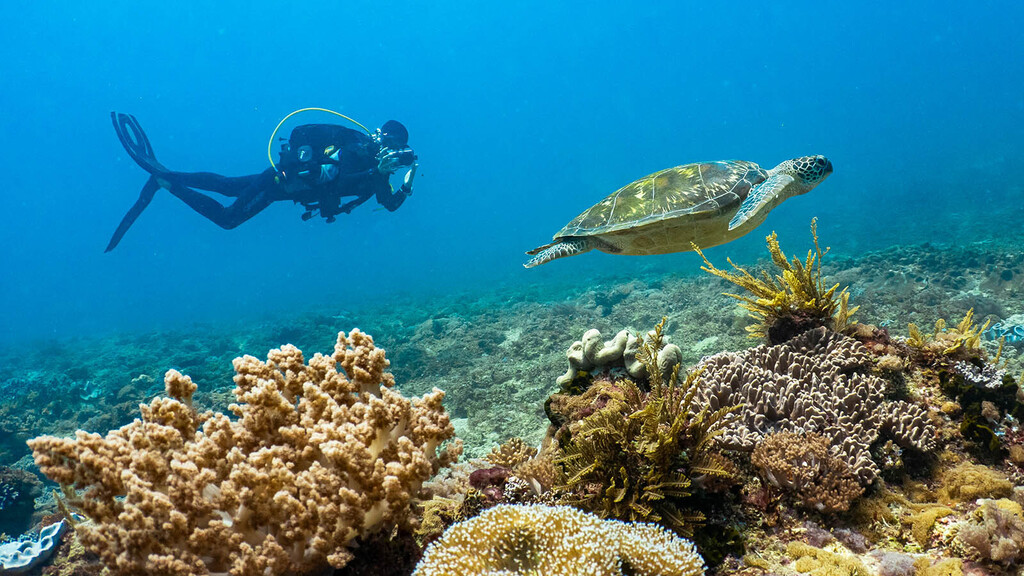 Fun Fact: Did you know that Hawksbill turtles have a reputation for being extra curious? 🐢

It's true! So, if you happen to come across one while you're swimming, don't be alarmed. Just stay chill and enjoy the encounter. One thing to keep in mind is to resist the temptation…