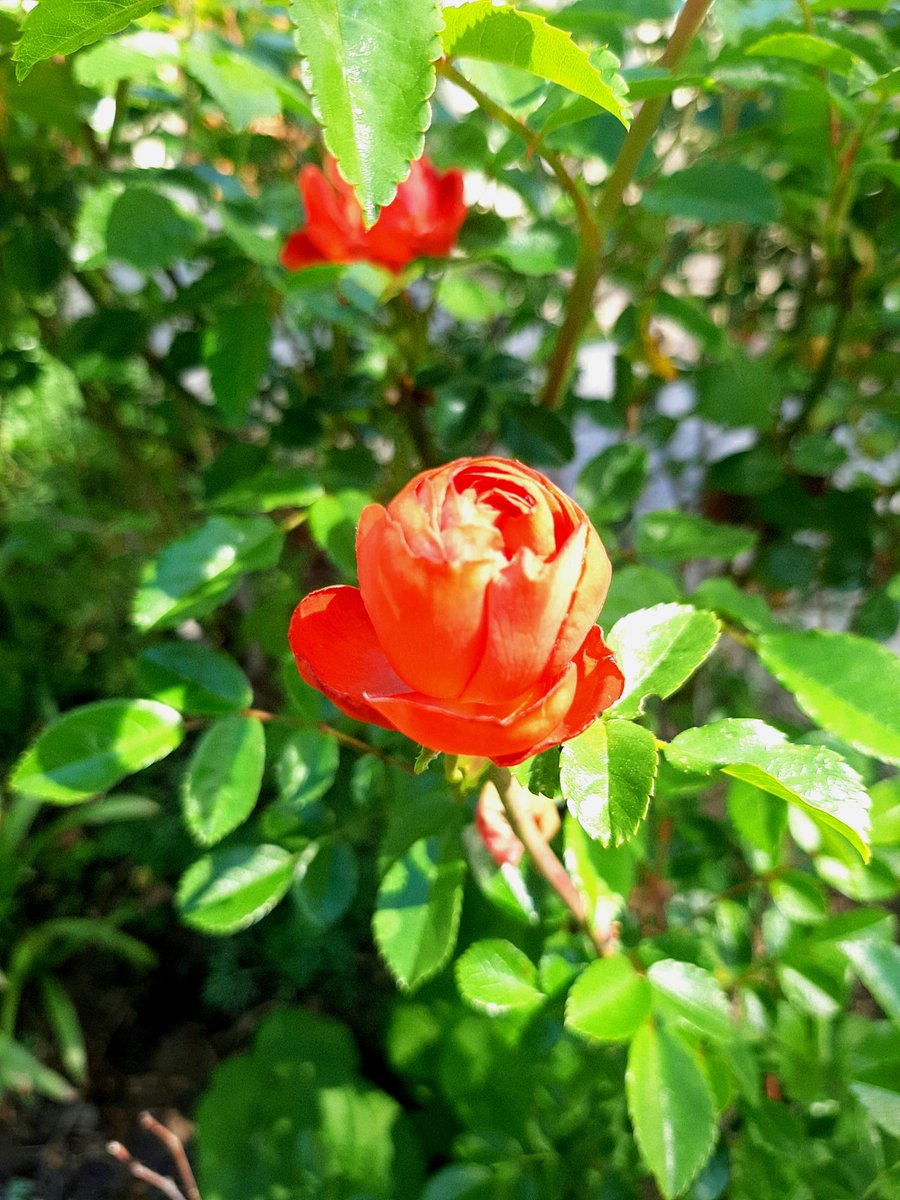 ...oggi continua a frullarmi per la testa il ritornello di una vecchia canzone...🎶
Primo maggio su coraggio!
