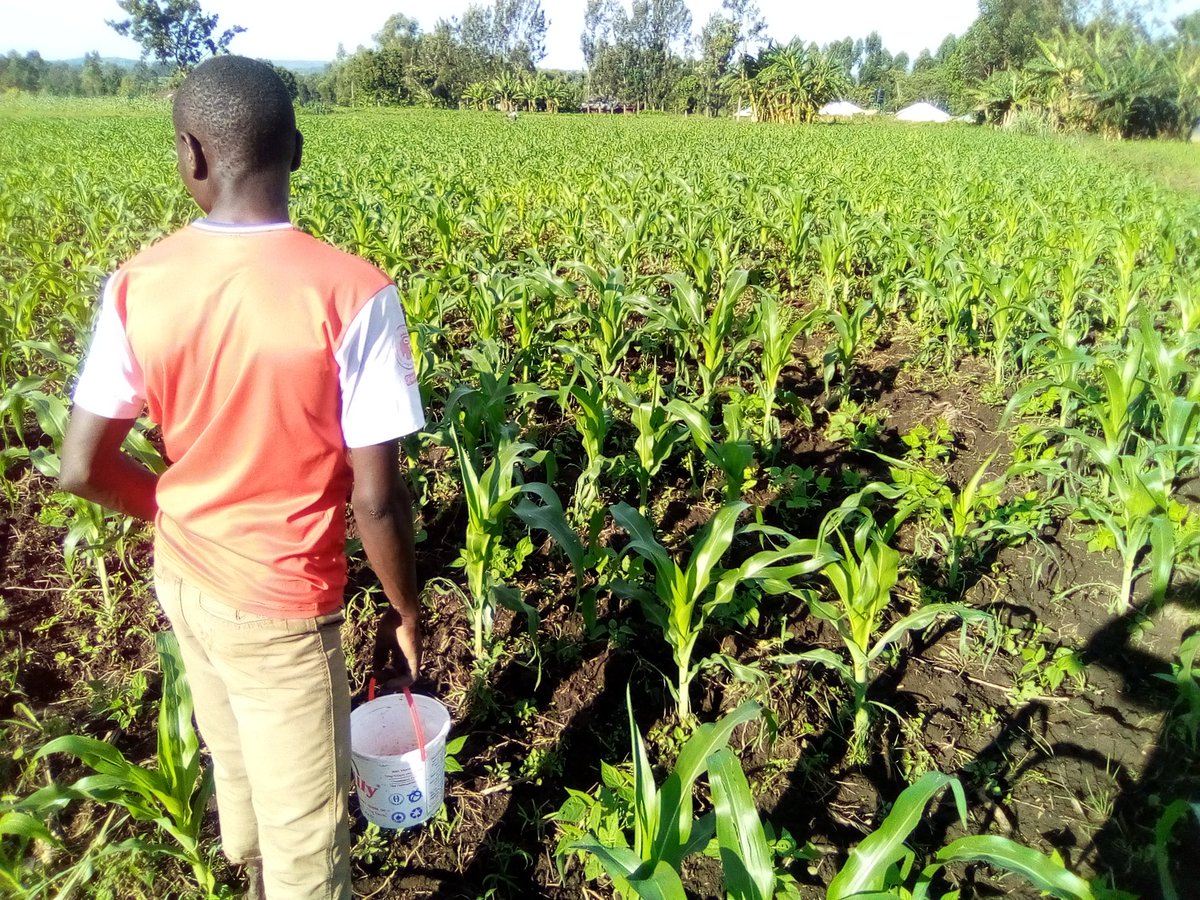 <a href="/amerix/">Eric</a> Hello Doc.
How its going on my side.
There are beans in between the maize crops.
Continue misleading Men Sir.

#Manday.