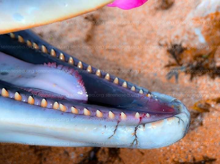 Lyla_lilas's tweet photo. Many dead dolphins were found near the temporarily occupied Crimea

This was announced by Ivan Rusev, Doctor of Biological Sciences, an employee of the Tuzlovsky Lymany National Nature Park.

According to him, in April, more than a hundred dead dolphins were registered in the bays of Sevastopol and other shores of the occupied Crimea.

In addition, many dead dolphins have been found near the Russian cities of Novorossiysk, Sochi, Gelendzhik, and Anapa.

According to Rusev, among these animals, there are contused animals and those with symptoms of being affected by military sonar devices. At the same time, there are many bottlenose dolphins among the dead.

Rare Black Sea animals are dying due to the activity of enemy submarines and surface ships in the Black Sea, Crimea, and Novorossiysk, the scientist emphasized.
