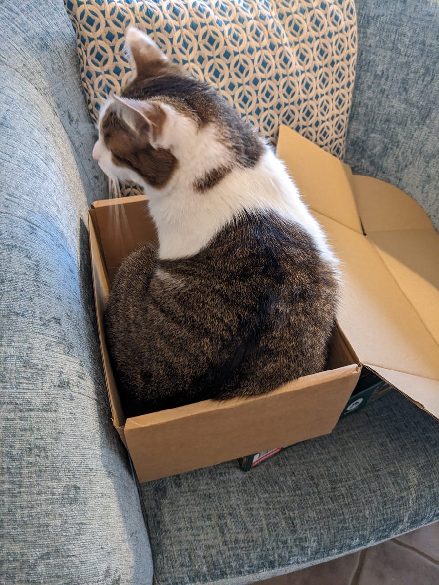 IvanandFelix's tweet photo. Felix wears the box in a backwards styling, with the lid pushed down. Ivan prefers a bold forward pose with the lid jauntily pointing upwards.
*Attitudes are models' own.
#BankHoliday #ADayLate #catboxsunday
#BoxAddict #CatsOfTwitter #CatsOnTwitter https://t.co/OidhezRTIA