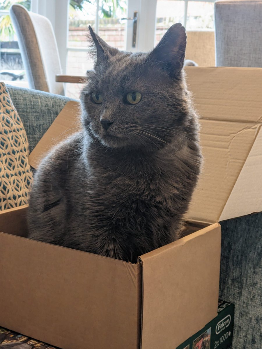 IvanandFelix's tweet photo. Felix wears the box in a backwards styling, with the lid pushed down. Ivan prefers a bold forward pose with the lid jauntily pointing upwards.
*Attitudes are models' own.
#BankHoliday #ADayLate #catboxsunday
#BoxAddict #CatsOfTwitter #CatsOnTwitter https://t.co/OidhezRTIA