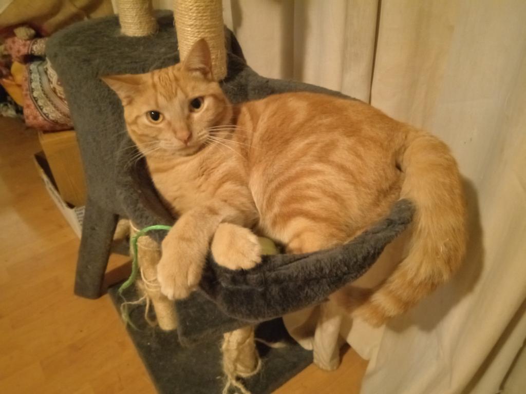 Kazu is really happy with her cat tree ♥️