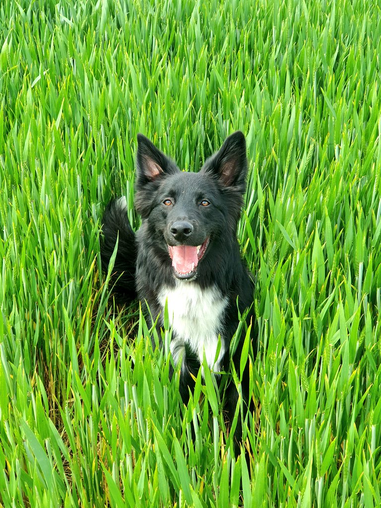 Primo maggio con canino