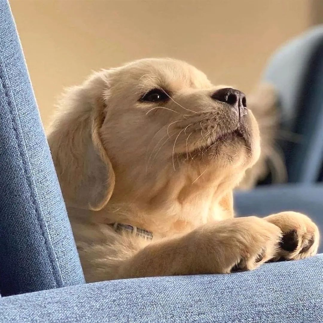 ❤️ Ohh! So Cute ❤️ Rate This Cuteness 10-100??📷📷 - #dog #dogs #scotland #dogsoftwitter #Easter2023 #captainchaos #puppylove #puppies #goldenretriever