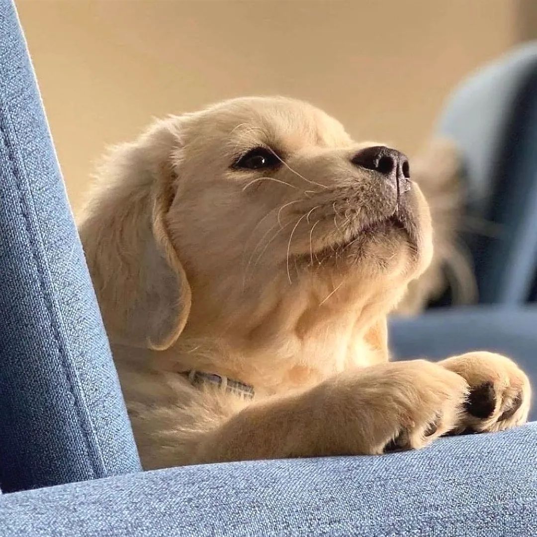 _goldenretrieve's tweet photo. ❤️ Ohh! So Cute ❤️
Rate This Cuteness 10-100??📷📷
-
 #dog #dogs #scotland #dogsoftwitter #Easter2023 #captainchaos #puppylove #puppies #goldenretriever https://t.co/zTaoj6HQcL