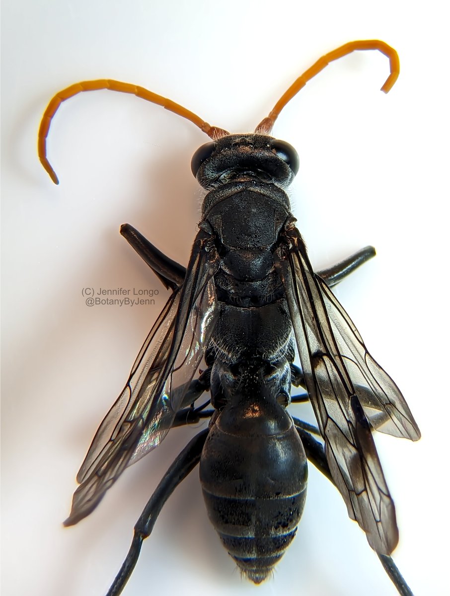 BotanyByYen's tweet photo. #Fabriogenia species, a spider #wasp. https://t.co/LfrbXU3eyR