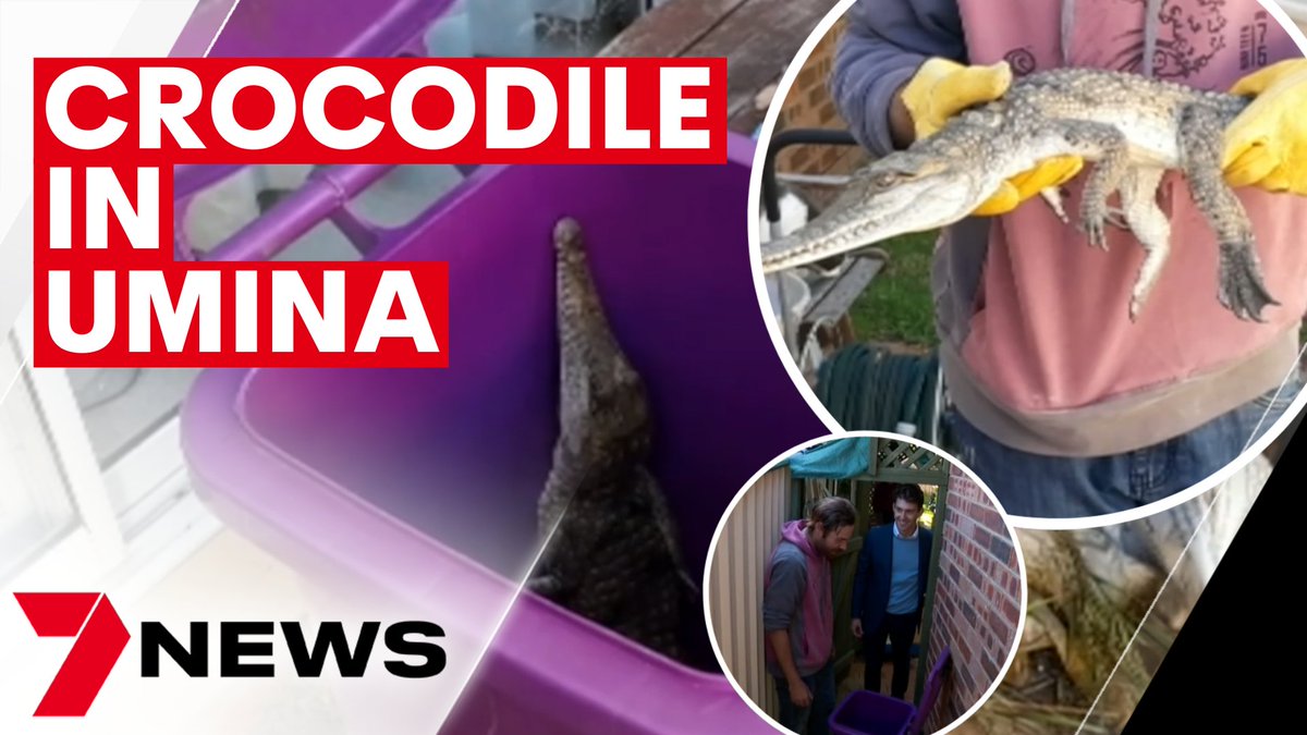 Freshwater crocodiles are native to northern Australia, so you can imagine the shock when one turned up in a Umina Beach backyard. It could be an escaped pet. Not as dangerous as its saltwater cousins, but even a freshie needs a feed. youtu.be/k0dLNqSklO4 #7NEWS
