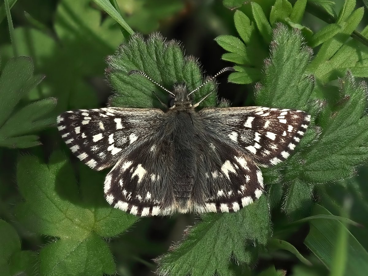 A Grizzled Skipper #butterfly - #cambridgeshire #meadow. @wildlifebcn @ukbutterflies @bbcspringwatch @AP_Magazine @OlympusUK #grizzledskipper