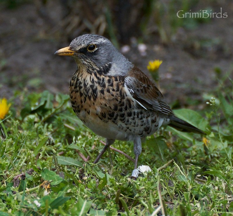 DrRGrimalt's tweet photo. La #Griva #Cerdana és un ocell magnífic
En anglés en diuen #Fieldfare en cast #Zorzal real i el nom científic es #Turdus #pilaris
Jo tot i que el nom indica que el tenim aprop he hagut de bimbar-lo a #budapest! ;_)
#Tords #Merles #Turdits #Pictures #Sony
https://t.co/NwMZCuweN0 https://t.co/wC9JaJxqvY