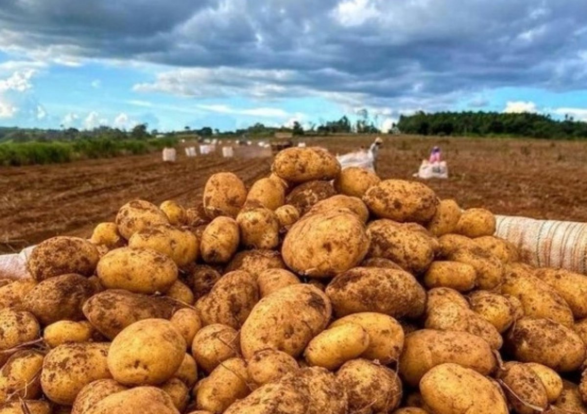 agronomyplus254's tweet photo. Hey,with the onset of the rain season, Let's talk #InvestinginPotatoes for a minute...Thread 1/8
Potato is ankng the top 3 most consumed startch in Kenya. As the planting season starts, here is a brief checklist for prospective investors. https://t.co/0ZgTmMdB9e