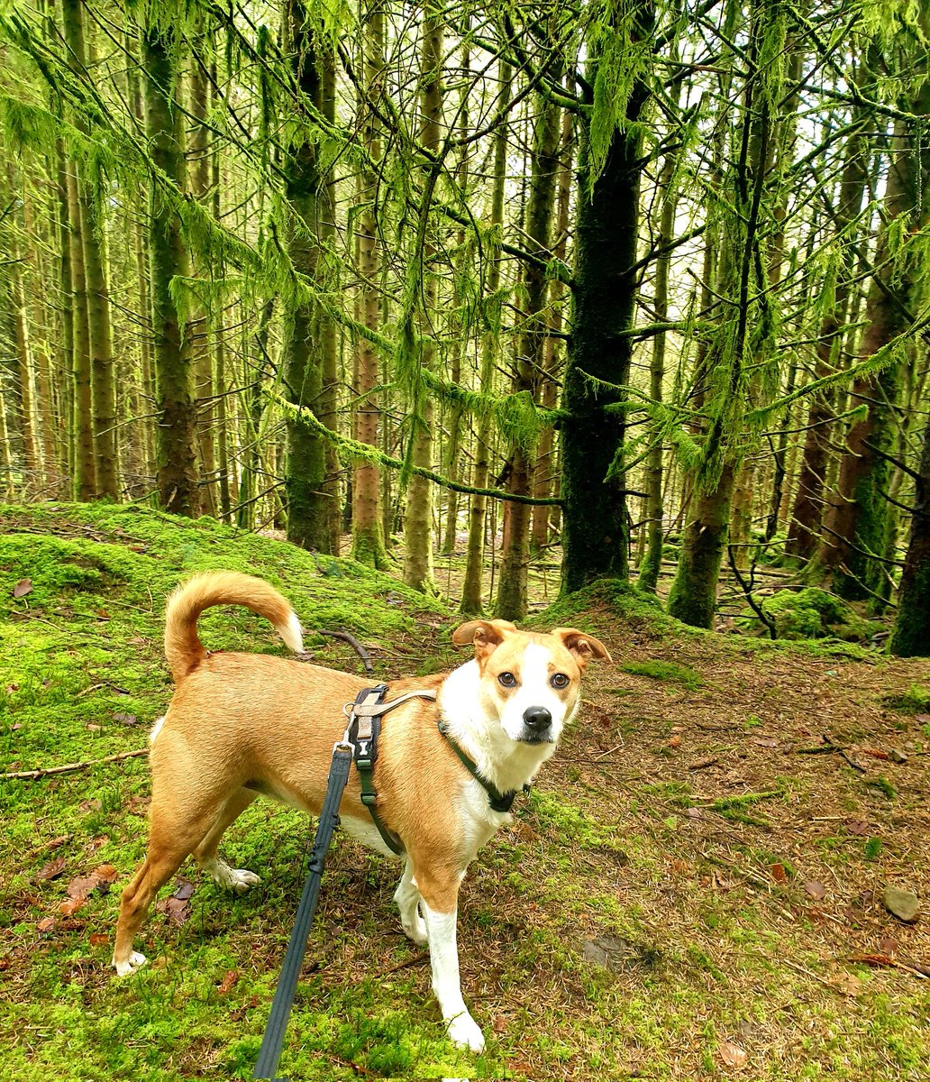Mike_Hathaway's tweet photo. St. Gwyno Forestry https://t.co/jsQFB9IedB