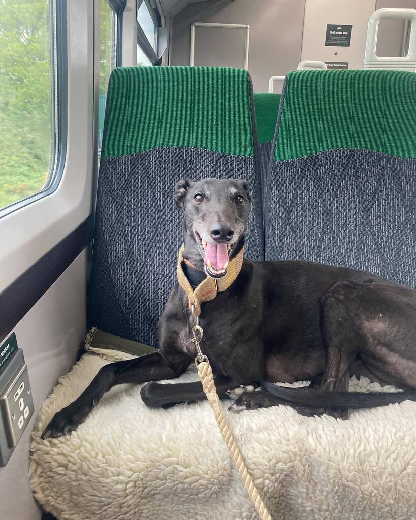 Hey, hope everyone is enjoying their Bank Holiday Weekends. We had a little trip on the train to Marlow, which Bonnie enjoyed. 😊 We’re open today 11-4 if you need a little lunch out. Or some caffeine for the hangover! X instagr.am/p/Crsfn75odH7/
