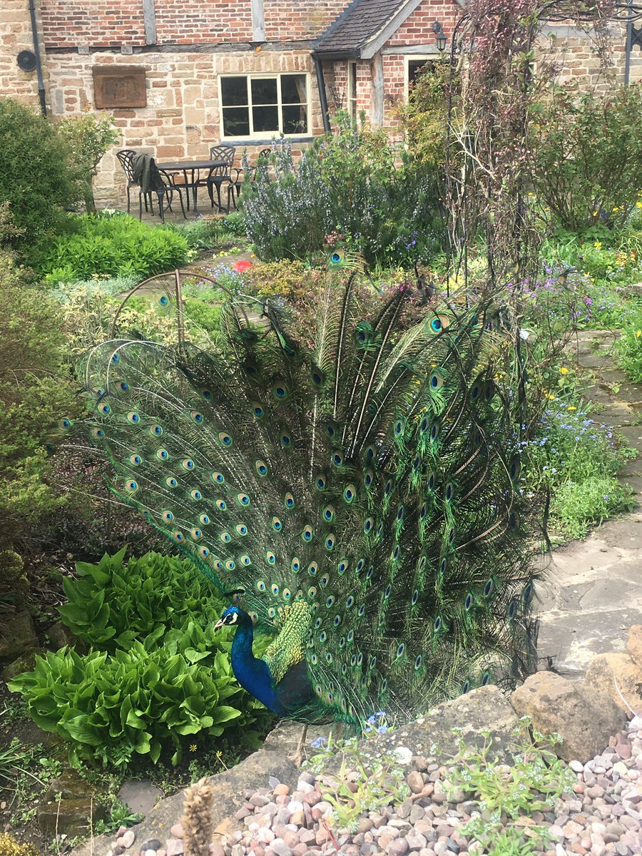 EmmaMurfin's tweet photo. Made a new friend yesterday @BeauvalePriory 🦚. Delicious lunch and catch up with mum in the most interesting location. 

#lunchdate #quiche #foodie #beauvalepriory #beauvalepriorytearooms #peacock #ruins #moorgreen #nottinghamshire #food #lunch https://t.co/mTg8irlqgS