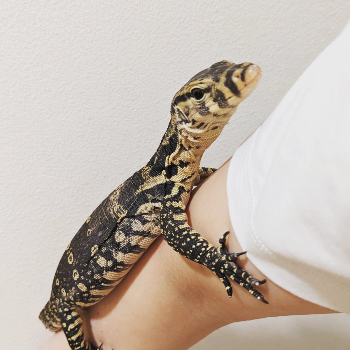 pogi_n_family's tweet photo. 小さな恐竜達と暮らしています🦖
Living with little dinos
#サバンナモニター #カイマントカゲ #サルバトールモニター #アフリカンロックモニター
#savannahmonitor #caimanlizard #asianwatermonitor #blackthroatmonitor https://t.co/kFubSYCE1G