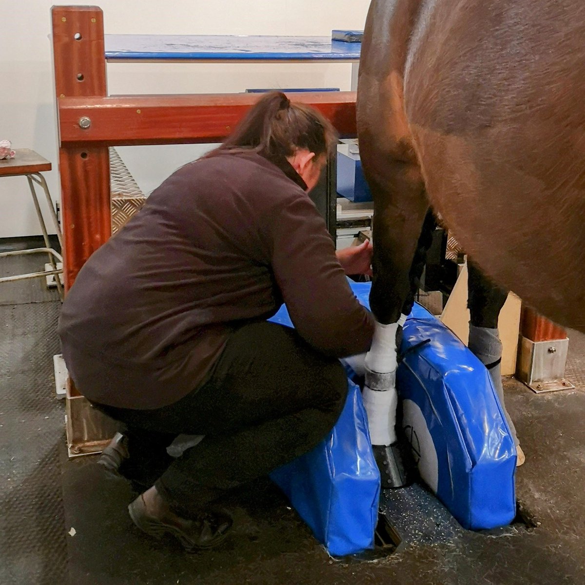 Dick Vet Equine tweet media