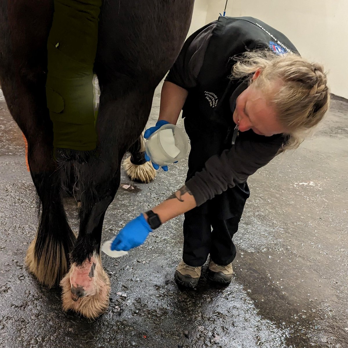 Dick Vet Equine tweet media